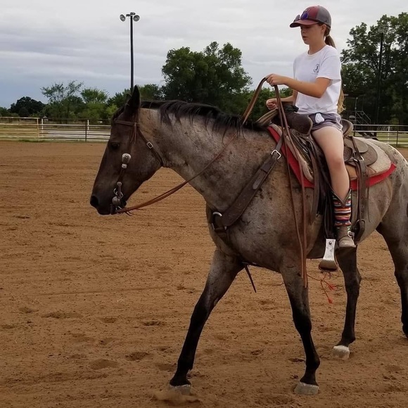 Meet your Posher, Breyer - Picture 6 of 10